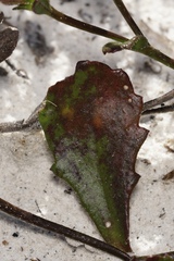 Scaevola calliptera