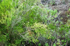 Triplarina volcanica
