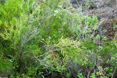 Triplarina volcanica