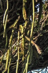 Lepismium cruciforme