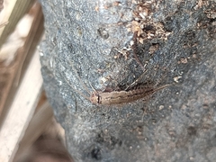 Ctenolepisma ciliatum