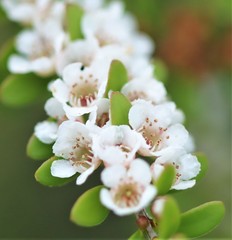 Triplarina volcanica