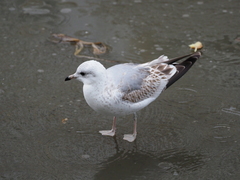 Larus canus