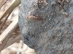 Ctenolepisma ciliatum