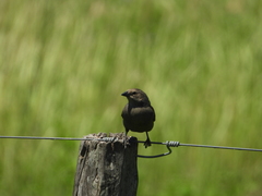 Molothrus bonariensis