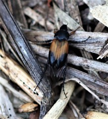 Phyllotocus macleayi