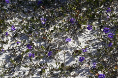 Scaevola calliptera