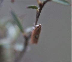 Canuza euspilella