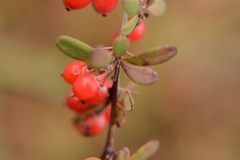 Berberis wilsoniae