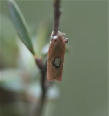Canuza euspilella