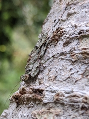 Theopompa ophthalmica