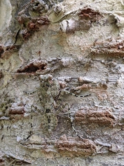 Theopompa ophthalmica