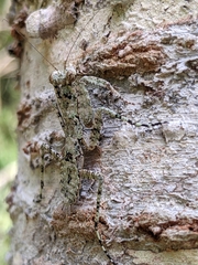 Theopompa ophthalmica