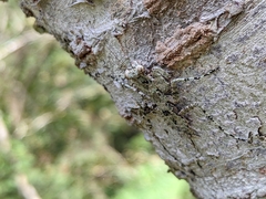 Theopompa ophthalmica