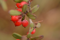 Berberis wilsoniae