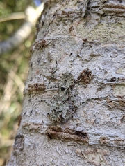 Theopompa ophthalmica