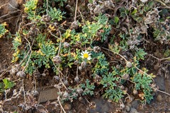 Argyranthemum frutescens succulentum