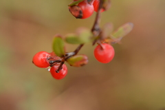 Berberis wilsoniae