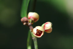 Garcinia pedicellata
