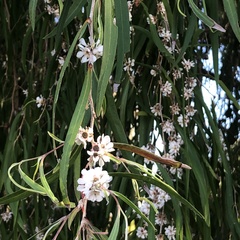 Agonis flexuosa