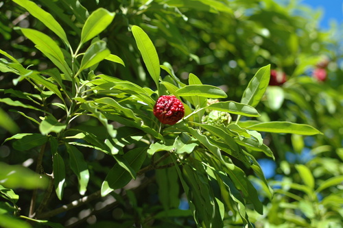 Ochrosia inventorum
