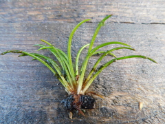 Isoetes setacea