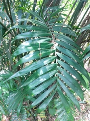 Chamaedorea seifrizii