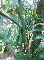 Chamaedorea seifrizii