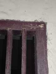 Hemidactylus platyurus