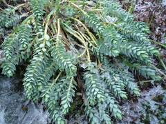 Euphorbia sclerophylla