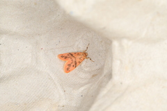Miltochrista arcuata