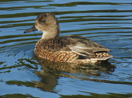 Falcated Duck