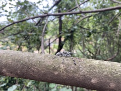 Ancylonotus tribulus