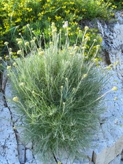 Helichrysum litoreum