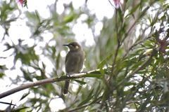 Microptilotis imitatrix