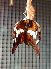 Moduza procris undifragus