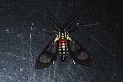 Poecilosoma eone