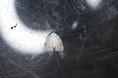 Niphopyralis
