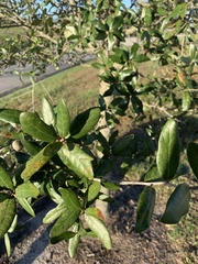 Quercus