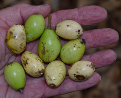 Palaquium galactoxylum