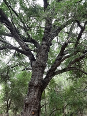 Diospyros mespiliformis