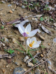 Crocus laevigatus