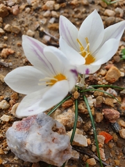 Crocus laevigatus