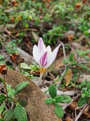 Crocus laevigatus