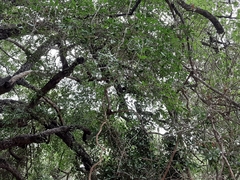 Diospyros mespiliformis