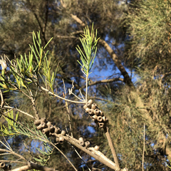 Melaleuca rhaphiophylla