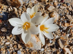 Crocus laevigatus