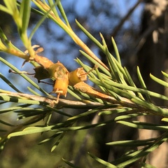 Melaleuca rhaphiophylla