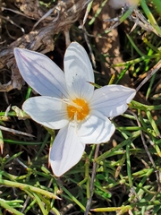 Crocus laevigatus