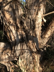 Melaleuca rhaphiophylla